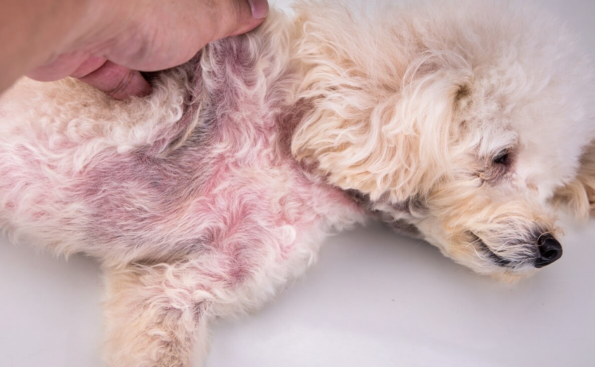 Canine Pyoderma - poodle