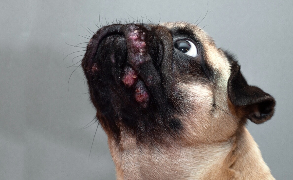 Canine Pyoderma - pug