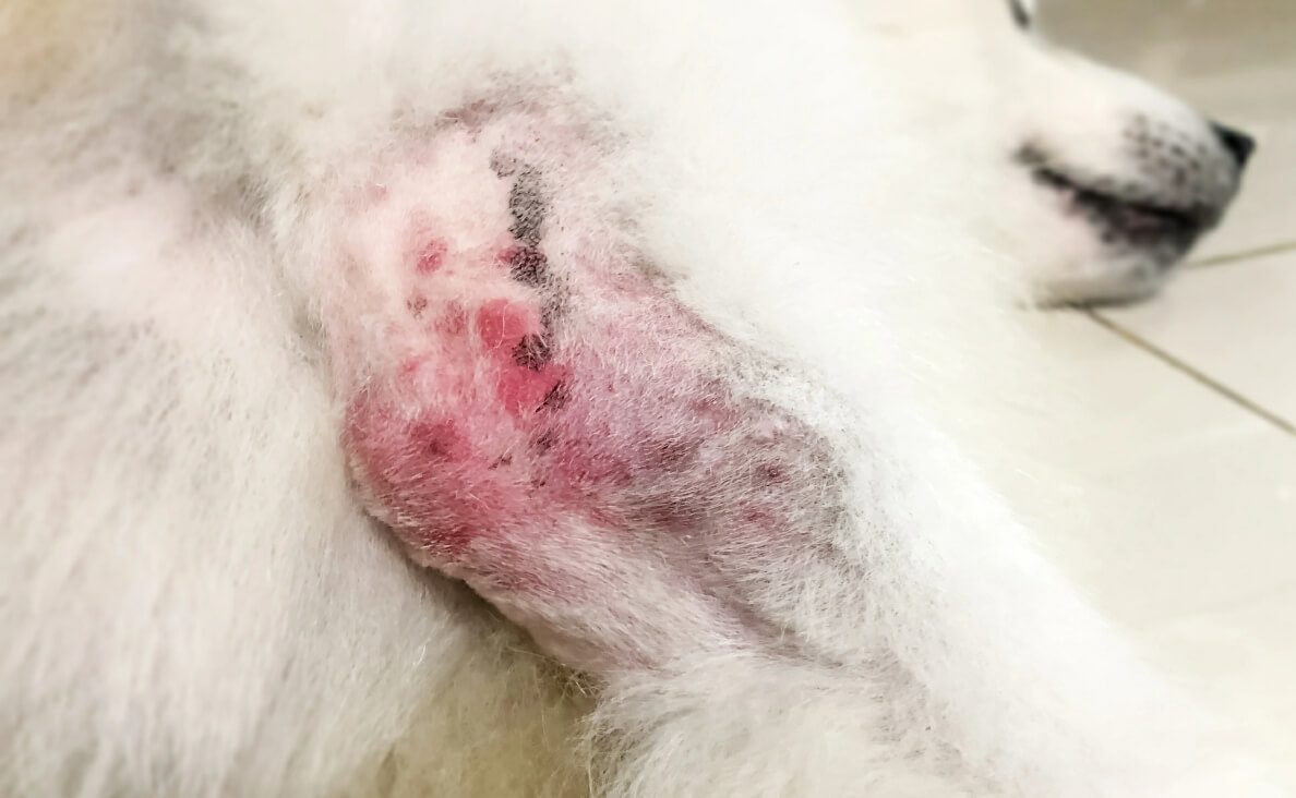 Canine Pyoderma