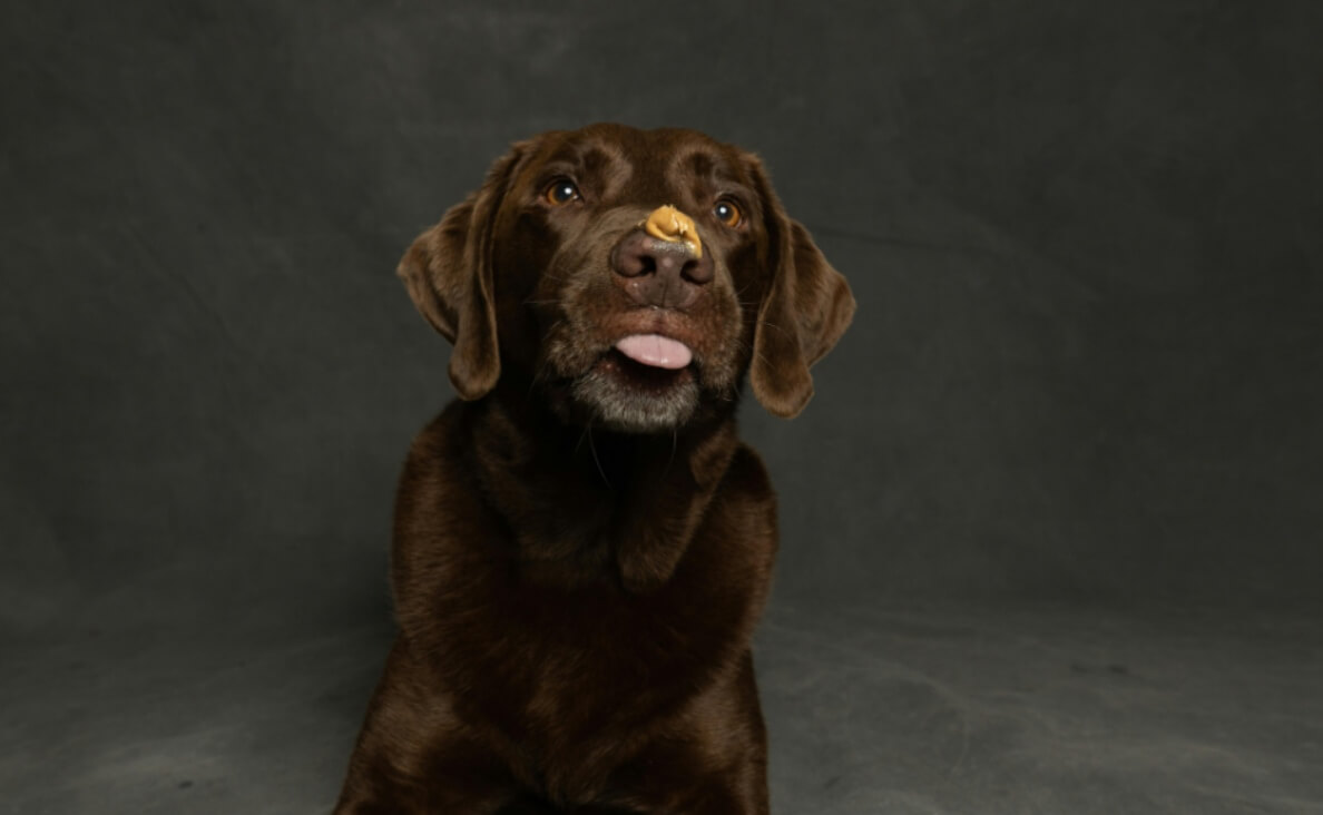 Is Peanut Butter Good for Dogs - chocolate lab with peanut butter on his nose