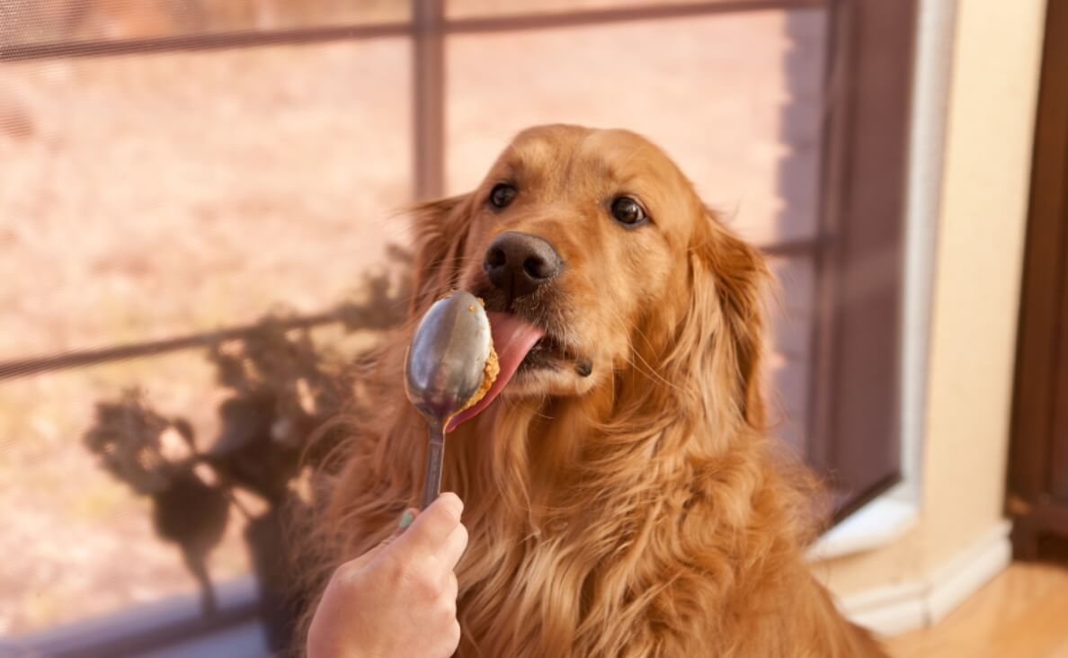 Is Peanut Butter Good for Dogs - golden retriever licking peanut butter off of spoon