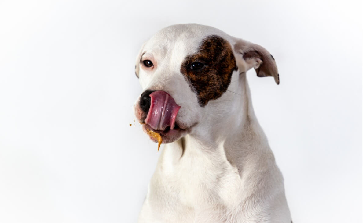  Is Peanut Butter Good for Dogs - spotted dog licking peanut butter off his muzzle