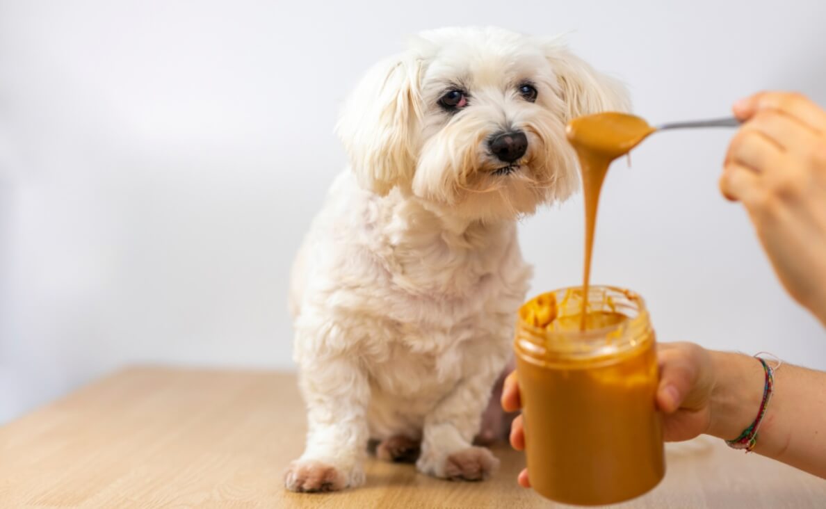 Is Peanut Butter Good for Dogs? What Pet Parents Should Know