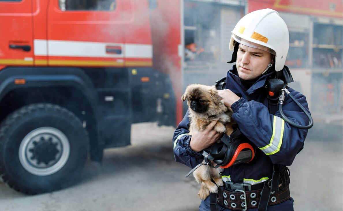 How to Protect Your Dog from Wildfire Smoke This Summer