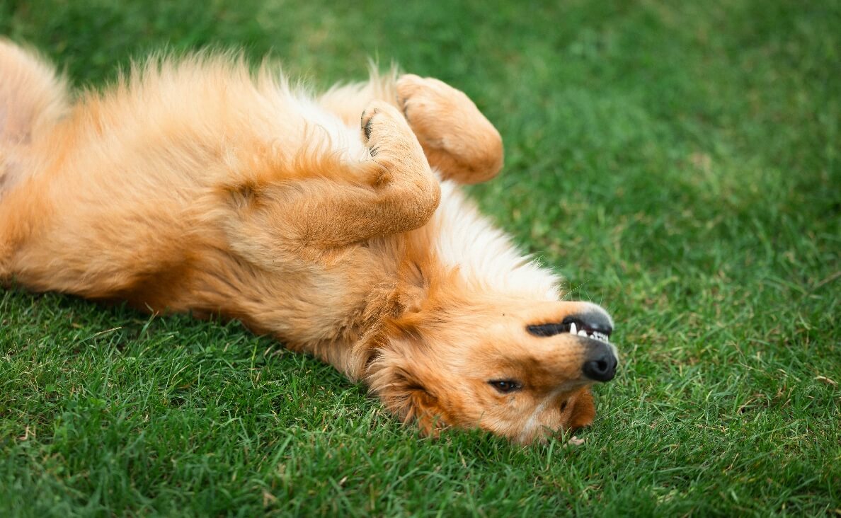 Why Do Dogs Roll in the Grass - Harzer Fuchs