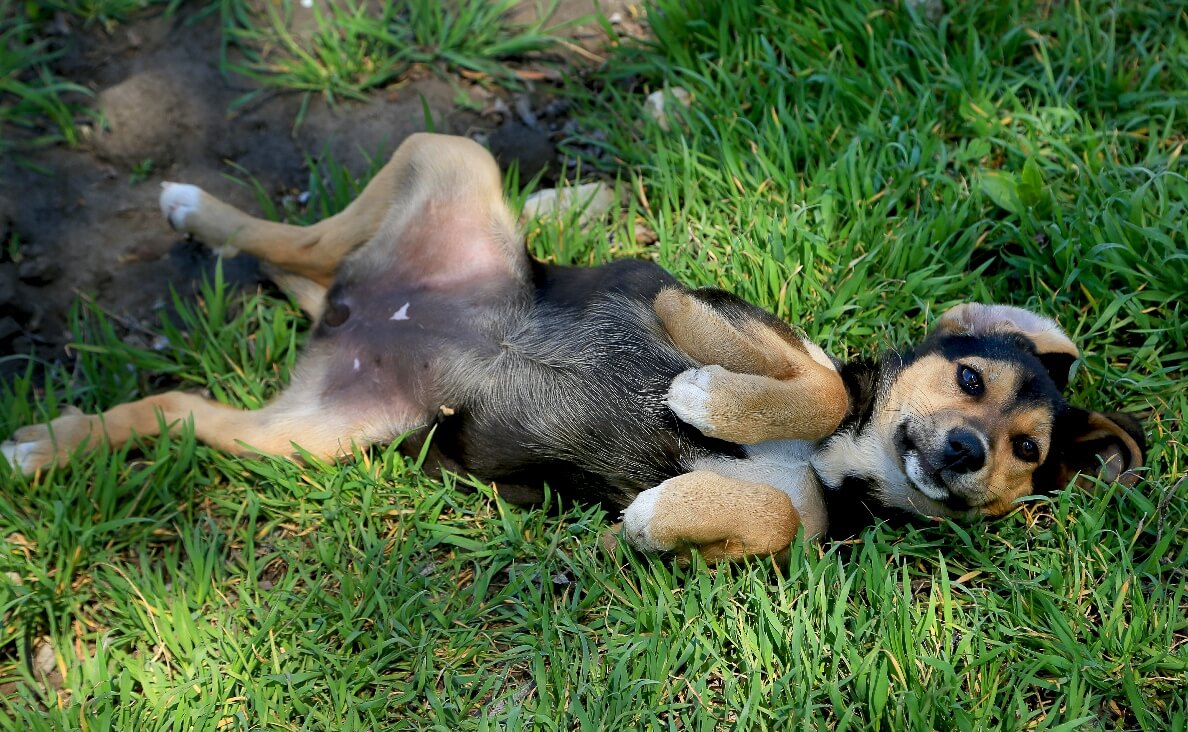 Why Do Dogs Roll in the Grass - beagle