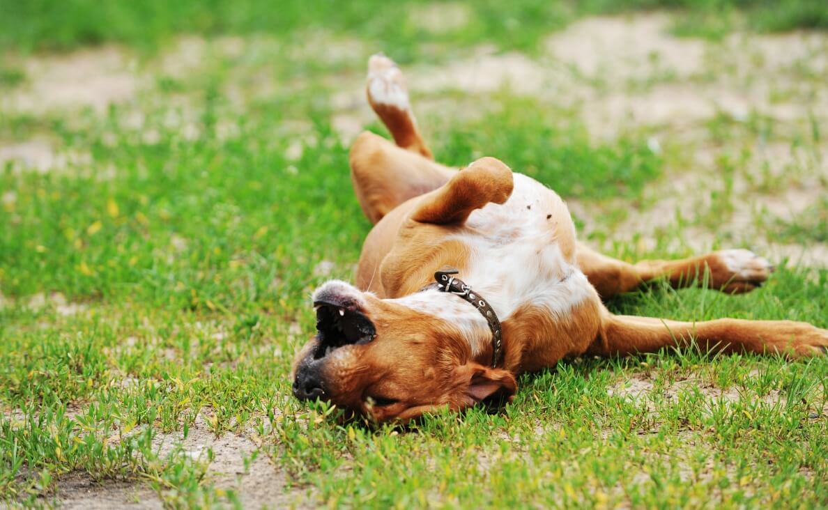 Why Do Dogs Roll in the Grass - boxer