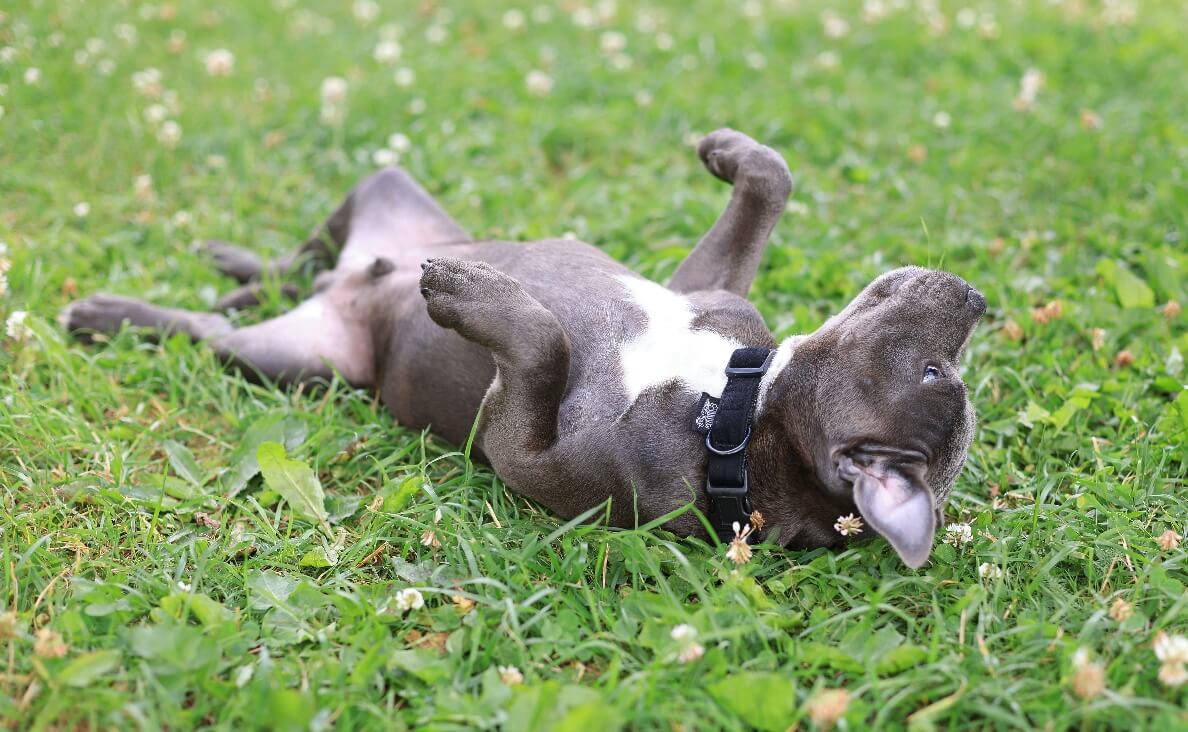Why Do Dogs Roll in the Grass - gray pit bull