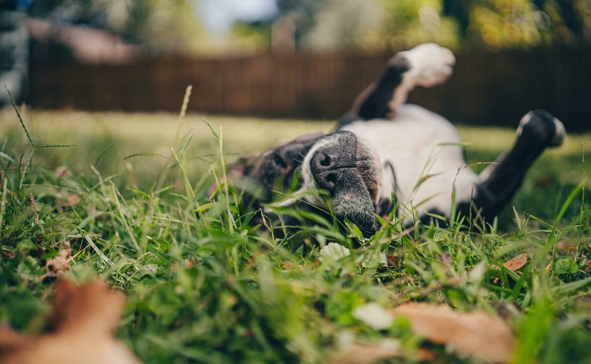 Why Do Dogs Roll in the Grass - pit bull