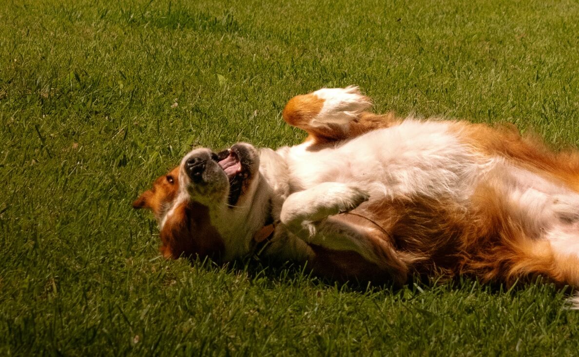 Why Do Dogs Roll in the Grass - red and white long haired dog