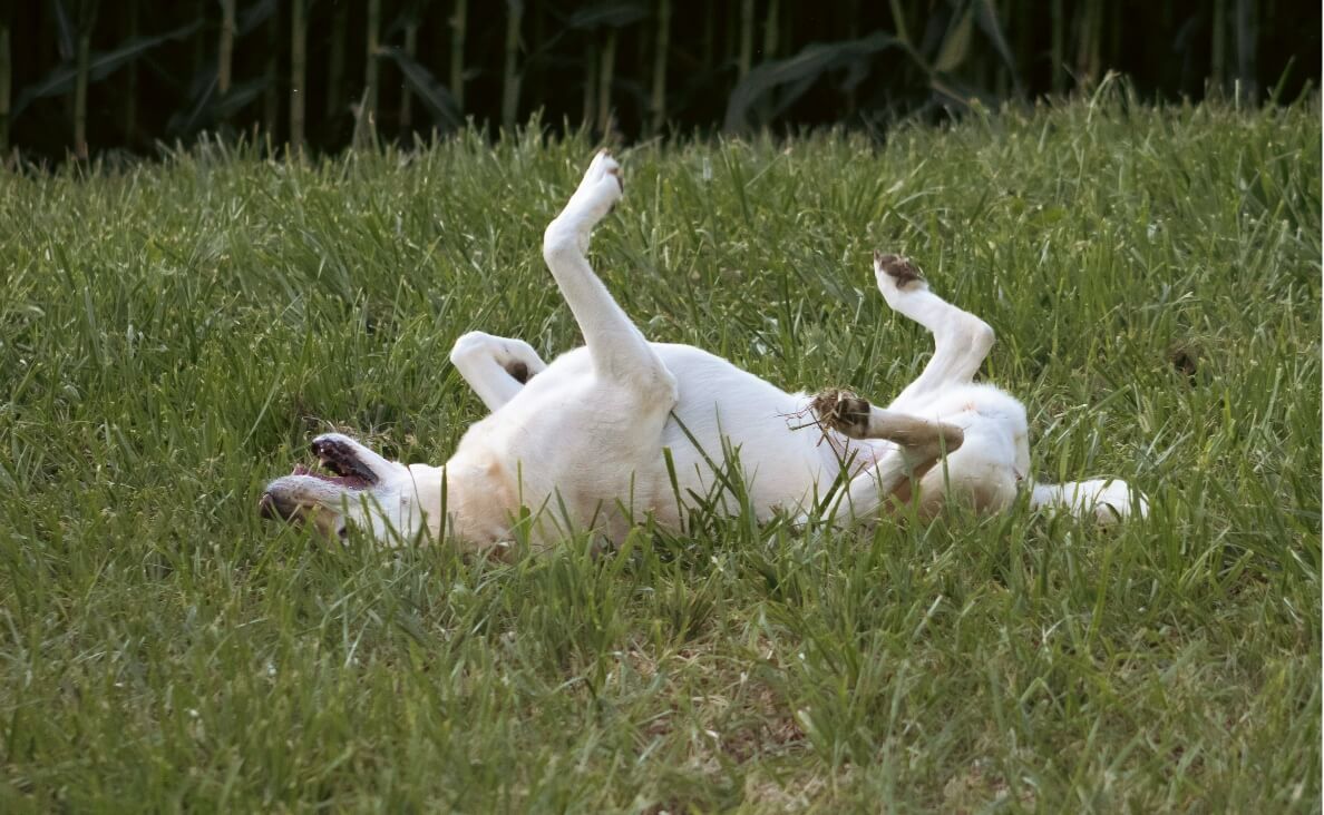 Why Do Dogs Roll in the Grass - yellow lab