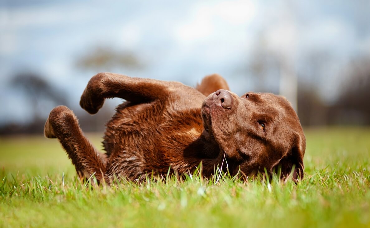 Why Do Dogs Roll in the Grass? 5 Surprising Reasons