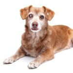 Dog Cataracts: Everything Dog Parents Should Know