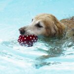 Is It Safe for Dogs to Swim in Chlorinated Pools?