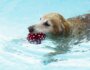 Is It Safe for Dogs to Swim in Chlorinated Pools?