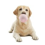 What to Do If Your Dog Eats Gum: Fast, Safe Steps