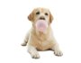 What to Do If Your Dog Eats Gum: Fast, Safe Steps