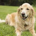 15 DIY Dog Yard Ideas for a Fun and Safe Outdoor Space