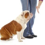 How to Teach Your Dog to Stay: Step by Step for Success