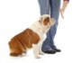 How to Teach Your Dog to Stay: Step by Step for Success