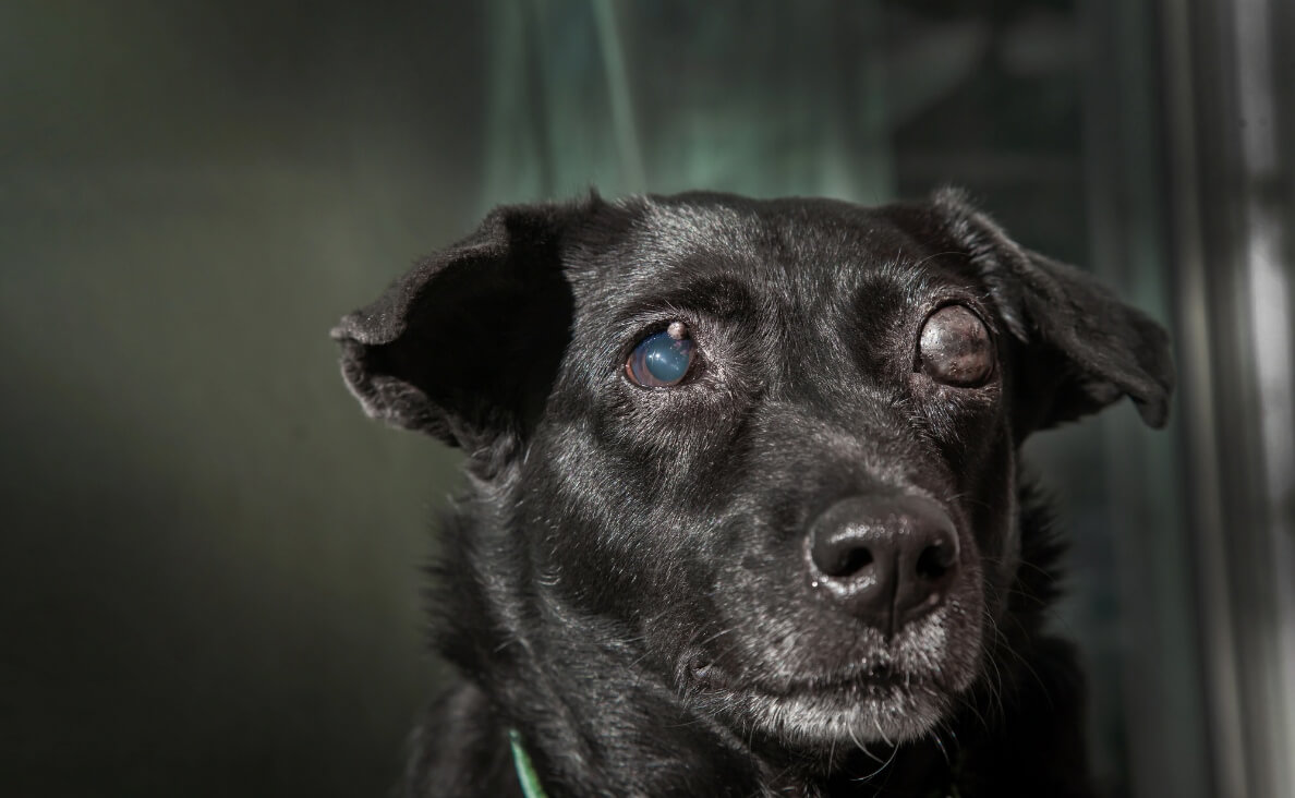 Cataracts in Dogs - black lab with cataracts