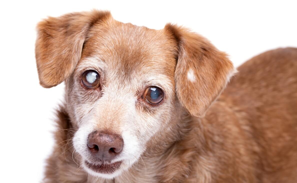 Cataracts in Dogs - chihuahua close up
