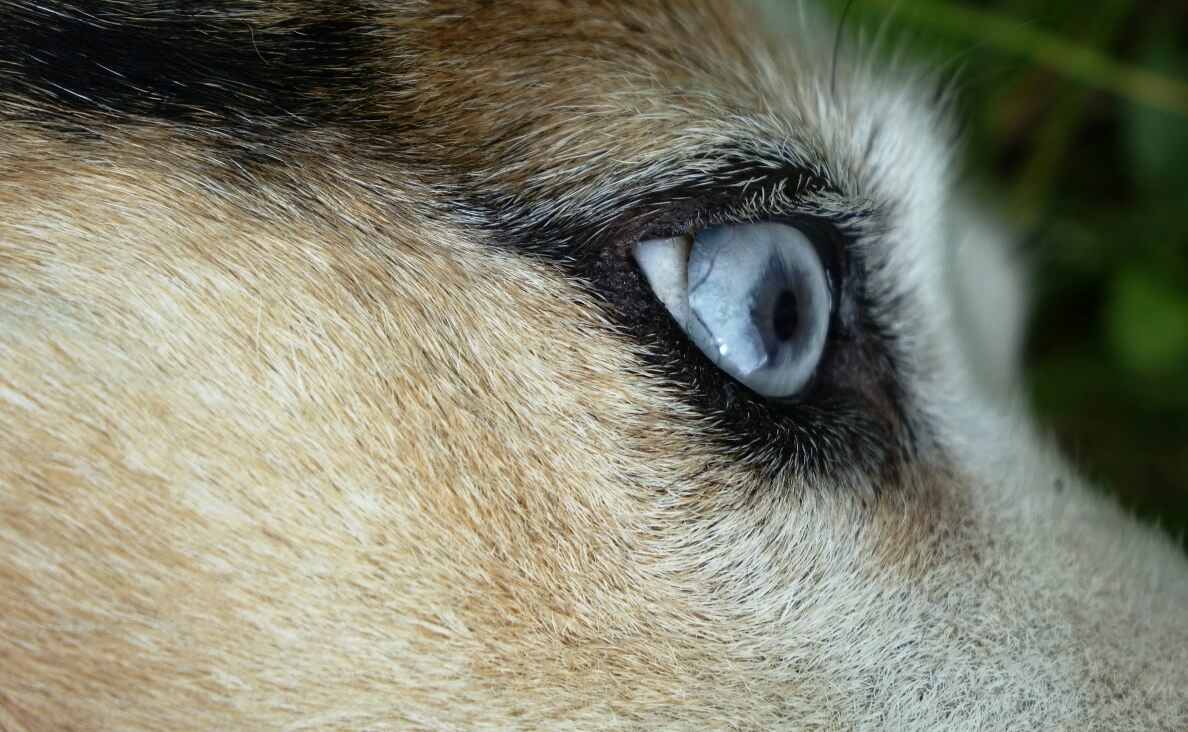  Cataracts in Dogs - close up german shepherd with cataract