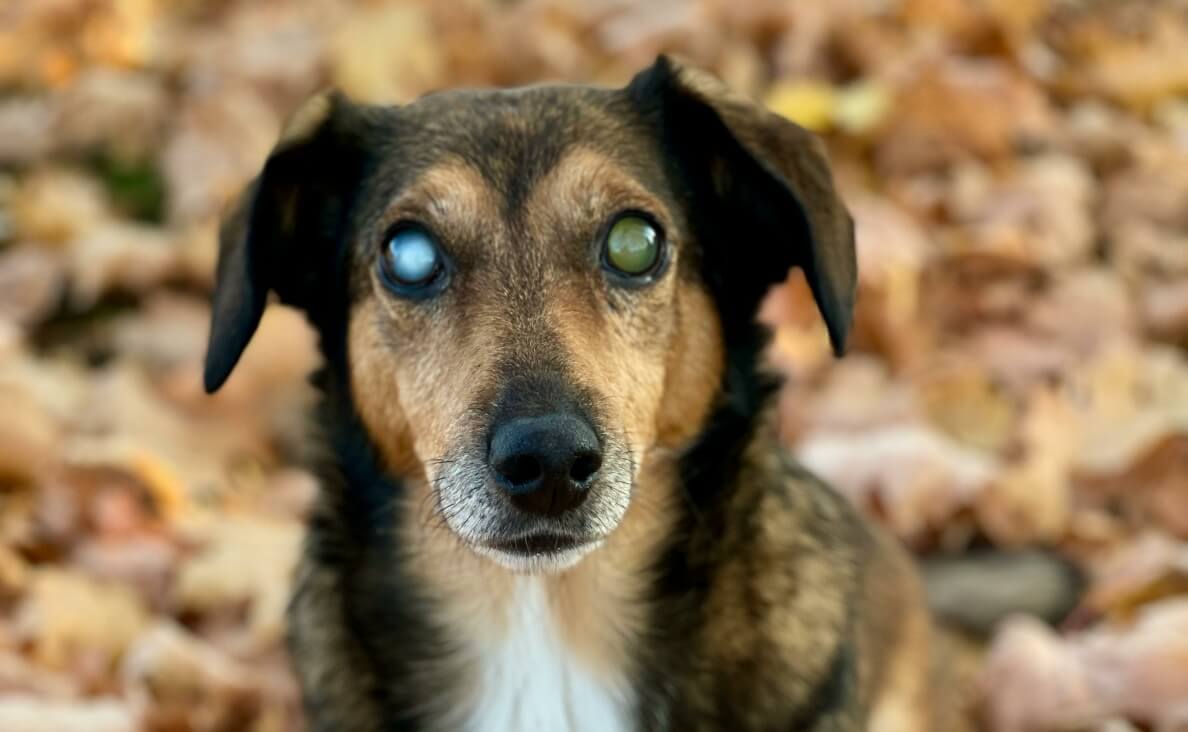 Cataracts in Dogs - dachshund mix