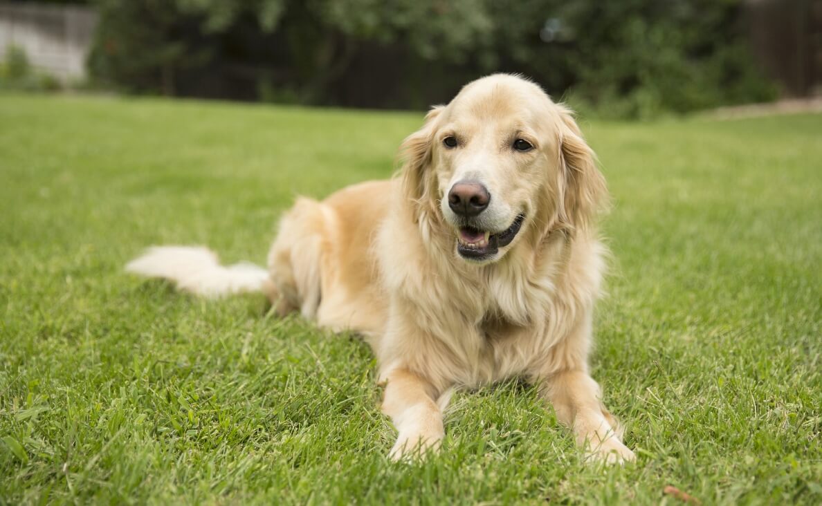 15 DIY Dog Yard Ideas for a Fun and Safe Outdoor Space