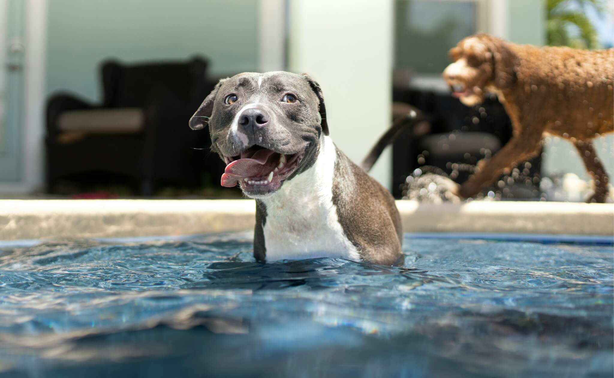 Pit Bull in Pool