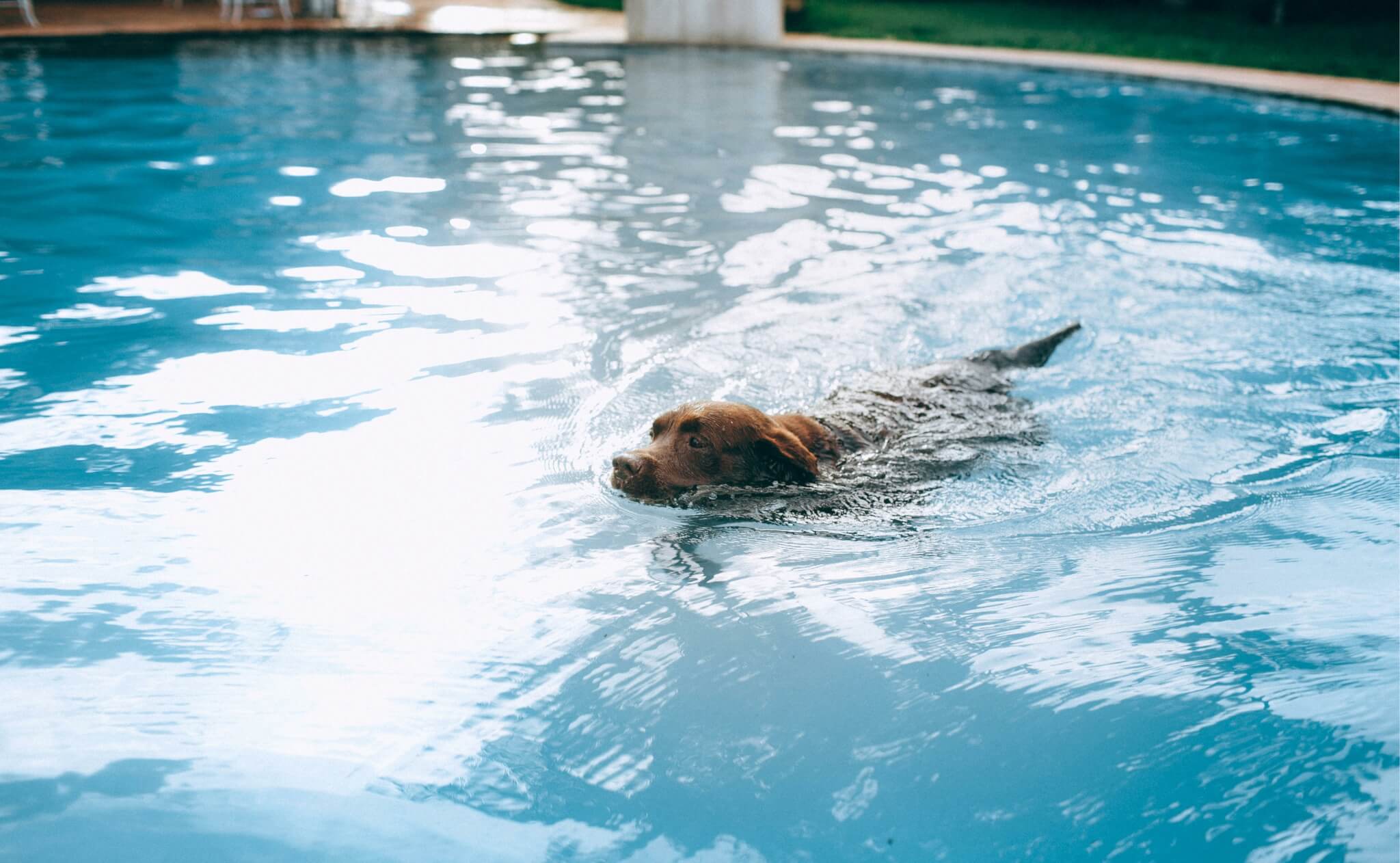 chocolate lab swimming in pool