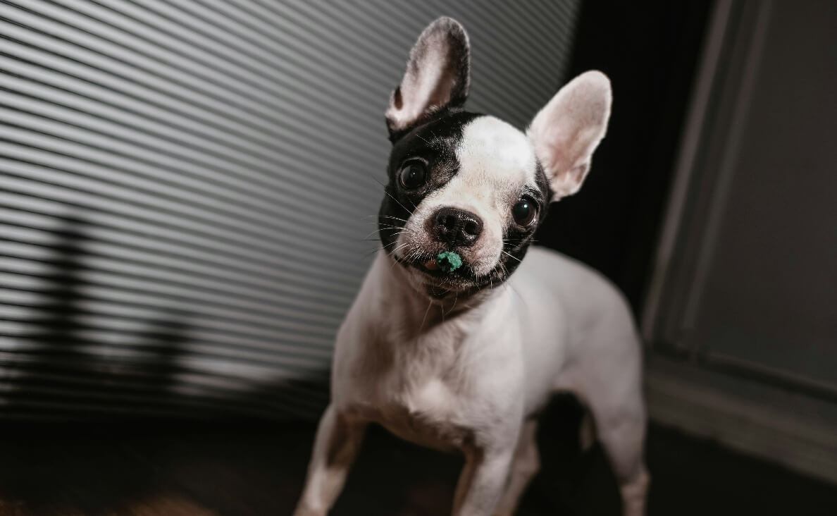 dog eats gum - french bulldog