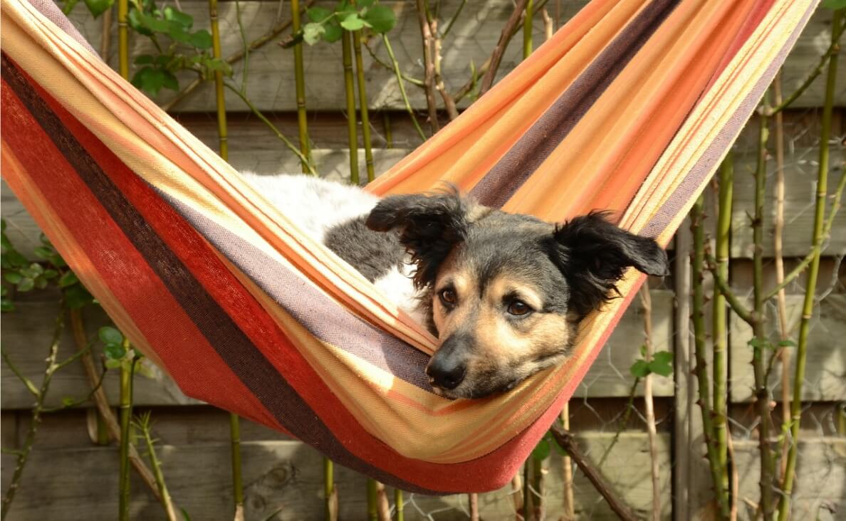dog hammock
