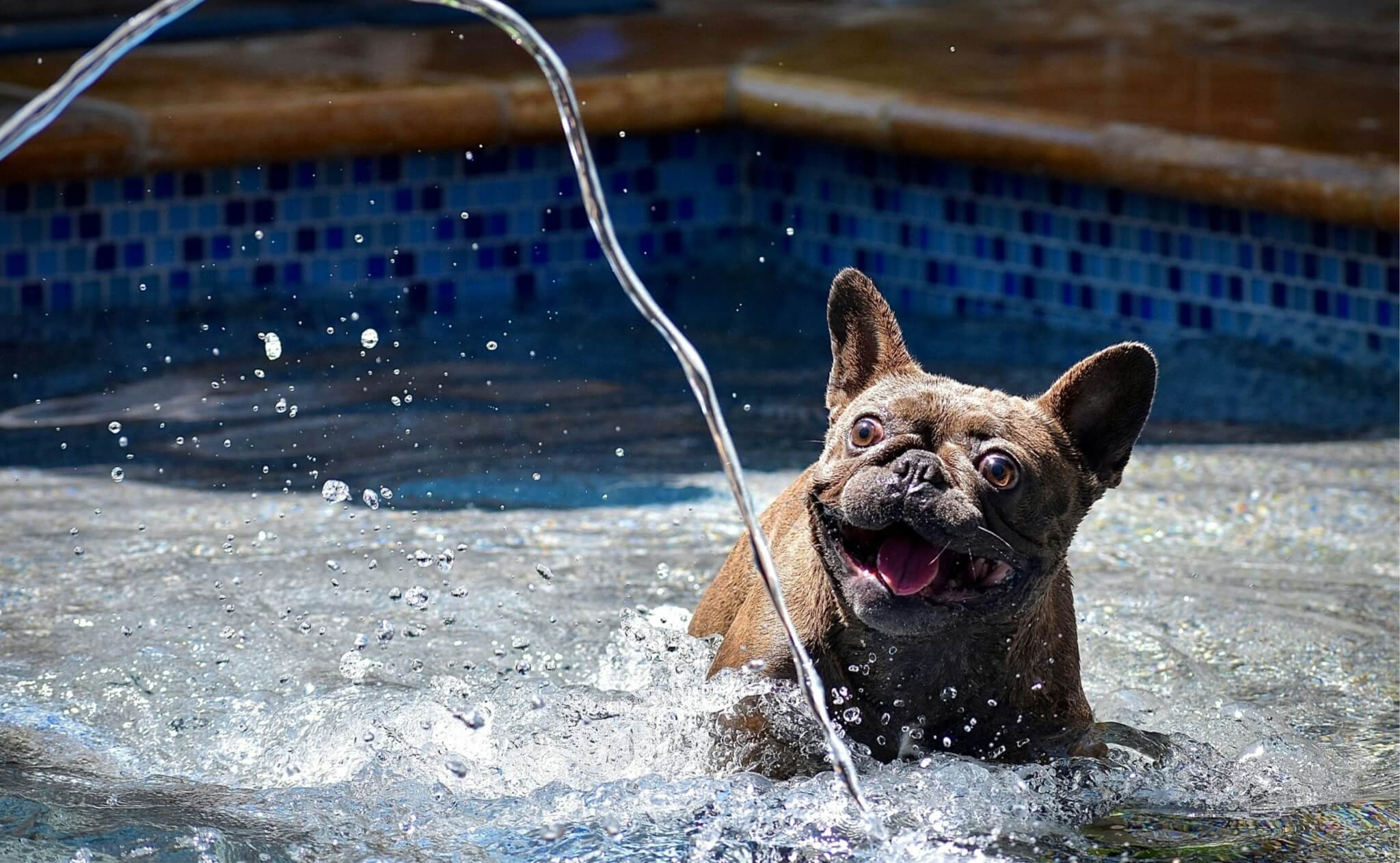 frenchie playing in shallow pool