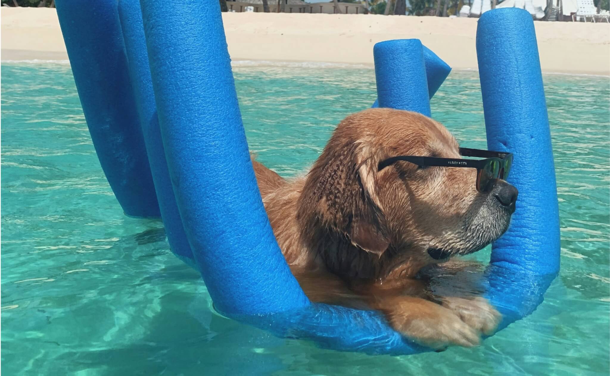 golden retriever floating on pool noodles