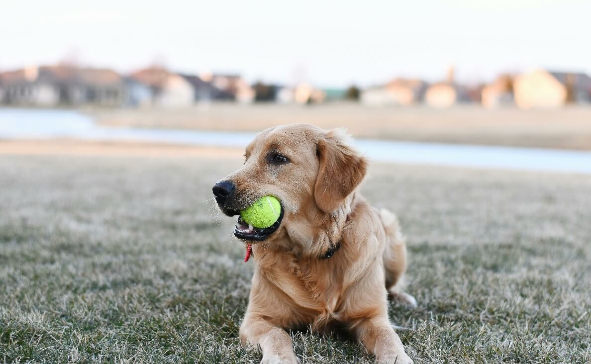 golden retriever with ball in mouth on grass