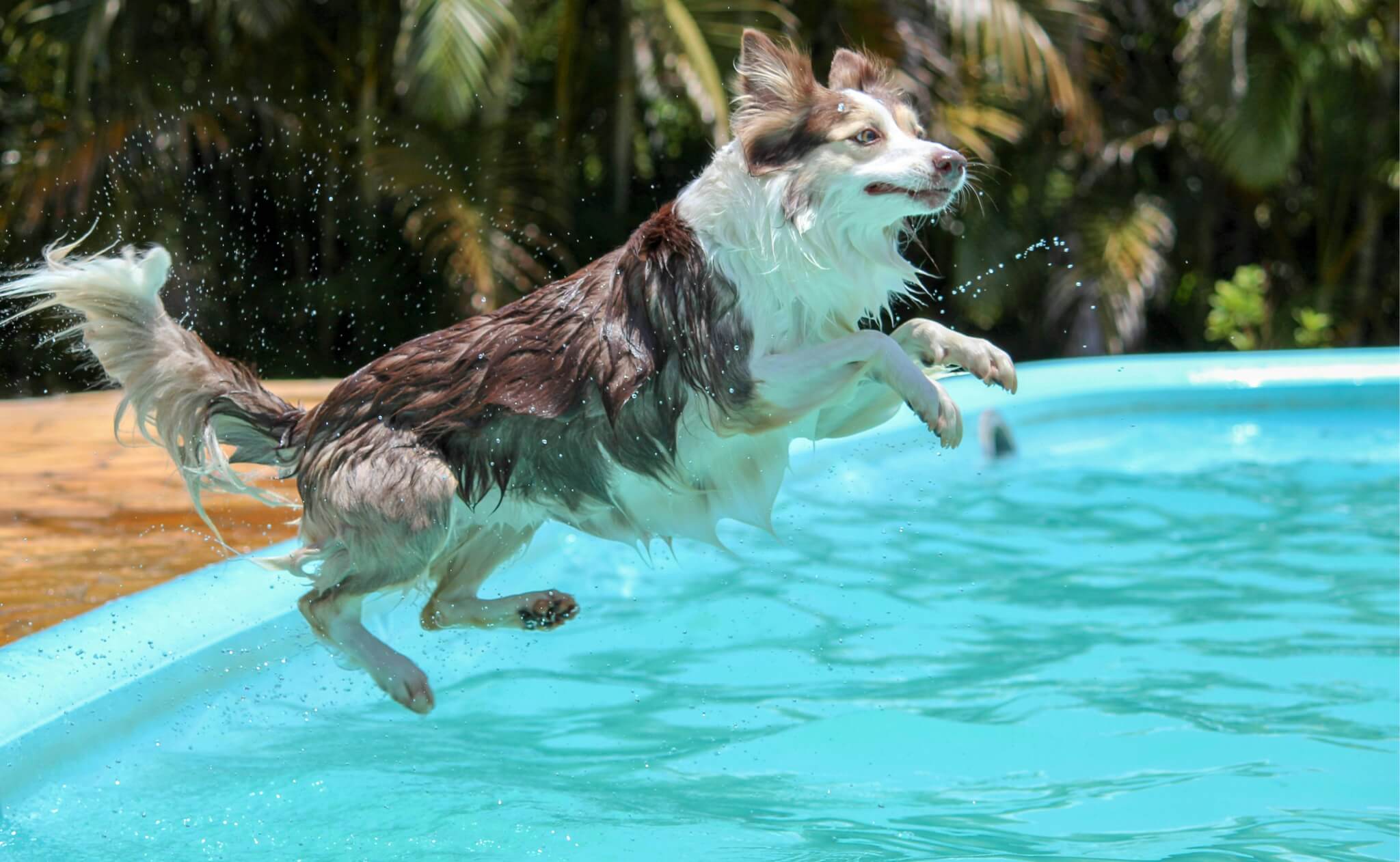 large dog jumping into a pool