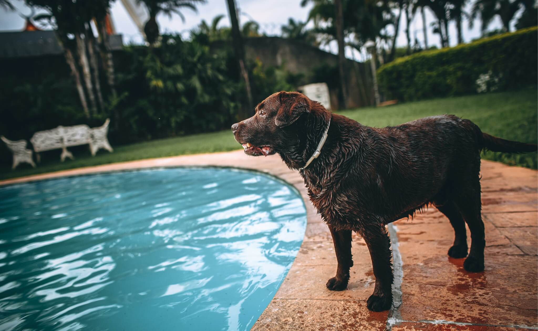 large dog standing beside a curved pool