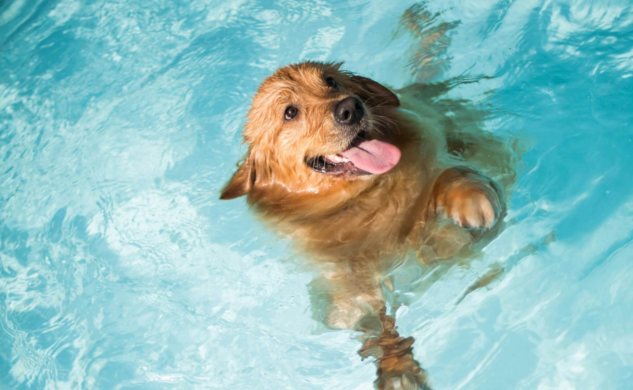 large dog swimming in pool