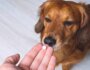 Aspirin for Dogs: What You Need to Know Before Use