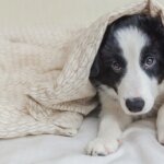 How to Help a Fearful Dog Overcome Anxiety