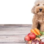 Is Homemade Dog Food Right for Your Dog?