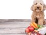 Is Homemade Dog Food Right for Your Dog?