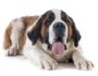 Why Is My Dog Panting So Much? What Dog Parents Should Know
