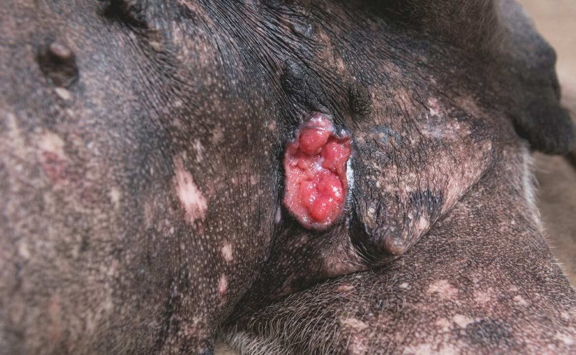 Dog Skin Cancer - cancer lesions on underside of dog