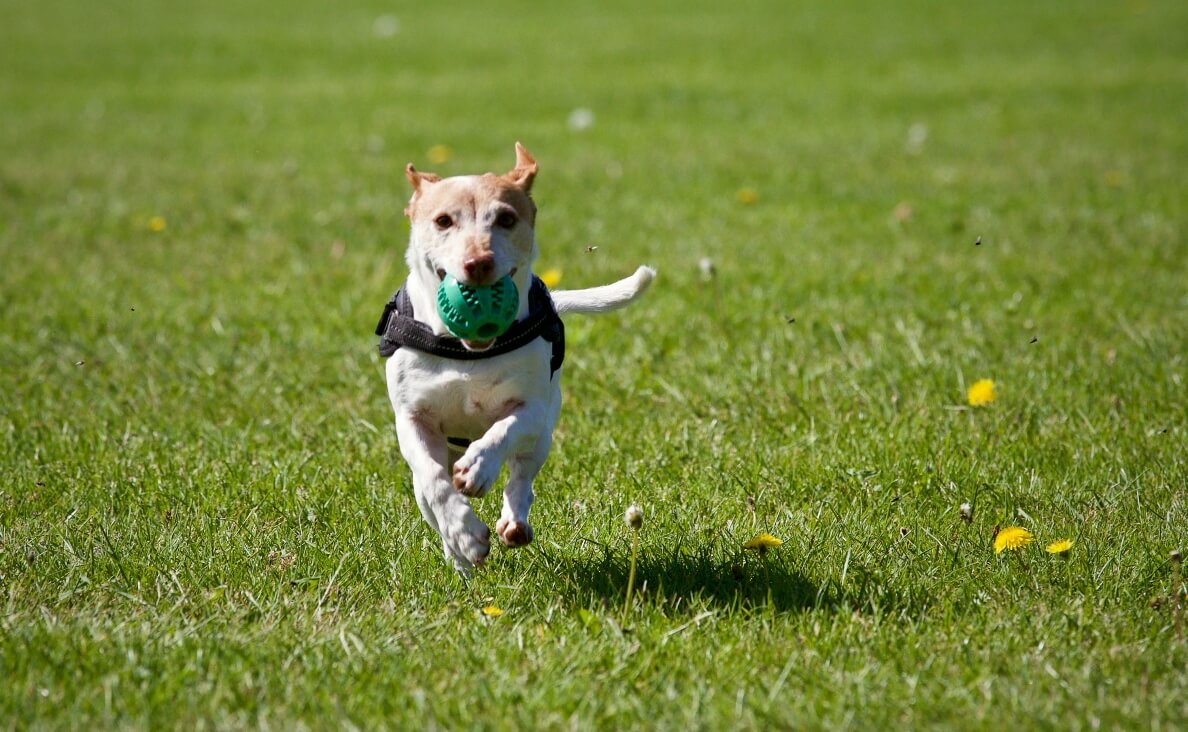 Dog Skin Cancer - happy dog running in grass with ball in mouth