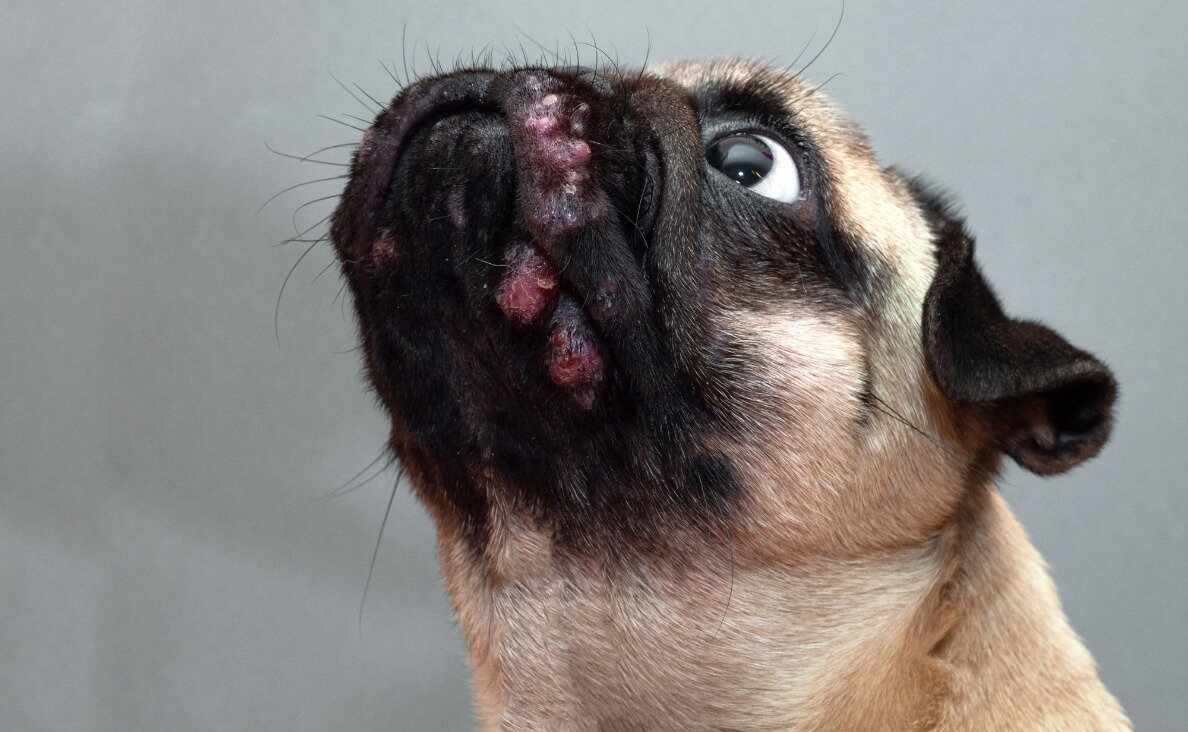 Dog Skin Cancer - pug dog with skin lesions