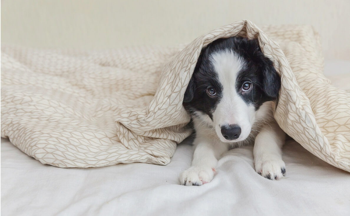 How to Help a Fearful Dog Overcome Anxiety