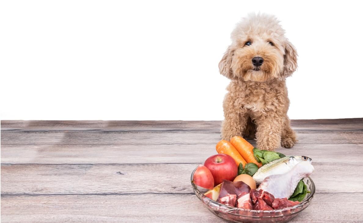 Is Homemade Dog Food Right for Your Dog