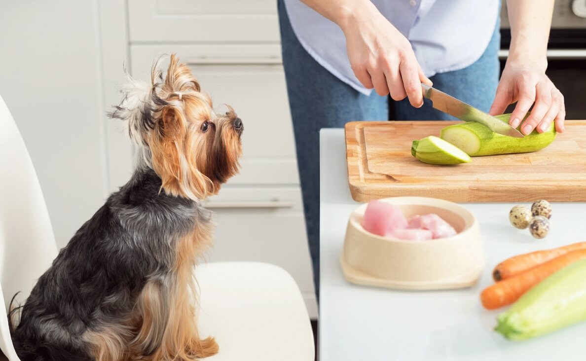 Homemade Dog Food - Lhaso Apso watching man cooking food